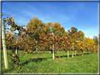 foto Alle pendici del Monte Grappa in Autunno